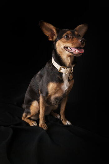 Collar Arena Terra de BICCA en piel natural con chapa metálica