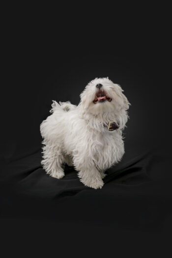 Collar Vino Terra de BICCA en piel natural con chapa metálica